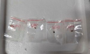 El FBI asegura que frustró intento de traer hongo tóxico de China a laboratorio de Michigan