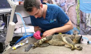 Australia aprueba la primera vacuna del mundo para salvar a los koalas de la clamidia