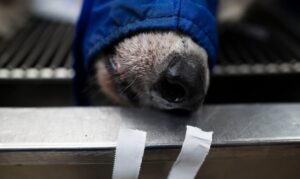 Causa para arresto contra mujer que habría abandonado un perro en un apartamento en San Juan