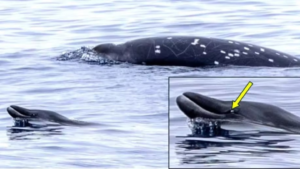Ballenas nunca antes vistas vivas son avistadas por primera vez en México