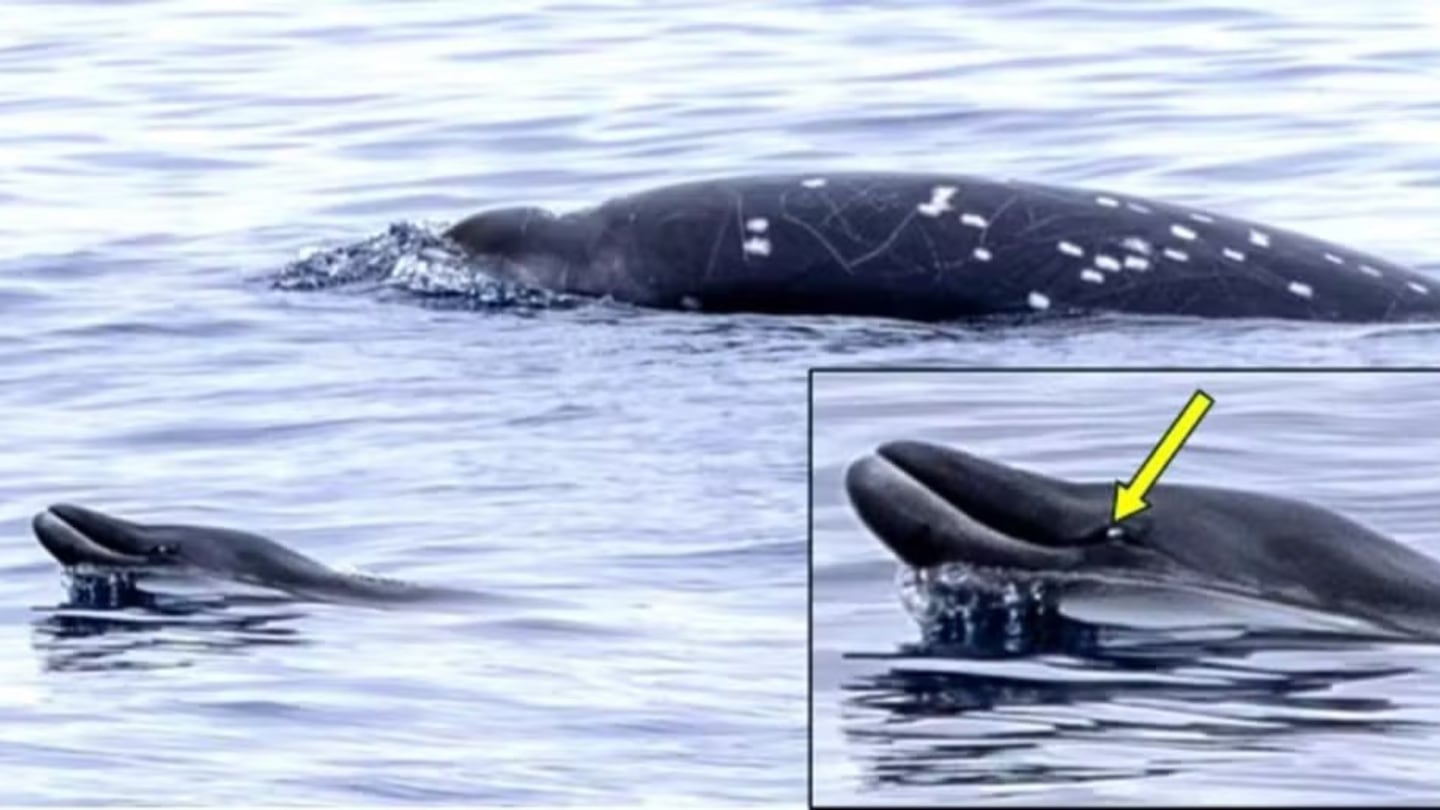 Ballenas nunca antes vistas vivas son avistadas por primera vez en México