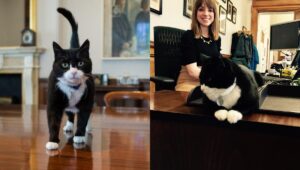 Adiós a una leyenda: muere Palmerston, el gato diplomático británico