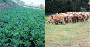 Descenso de temperaturas por frente frío amenaza producción agrícola y pecuaria