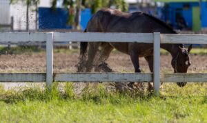 Fármaco retirado sacude al Hipódromo Camarero y afecta a decenas de ejemplares
