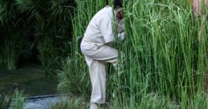 No ser claustrofóbico y cumplir un acuerdo de confidencialidad: los llamativos requisitos para ser árbol durante el show de Bad Bunny en el Super Bowl LX - La Prensa Gráfica