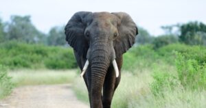 Turista muere tras ser atacado por elefante salvaje en Tailandia: Animal lo persiguió mientras hacía ejercicio - La Prensa Gráfica